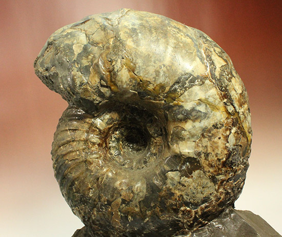 いきなり価格交渉可能！存在感が規格外！たたずまいに惚れたら「買い」な北海道産アンモナイト(Ammonite)（その3）