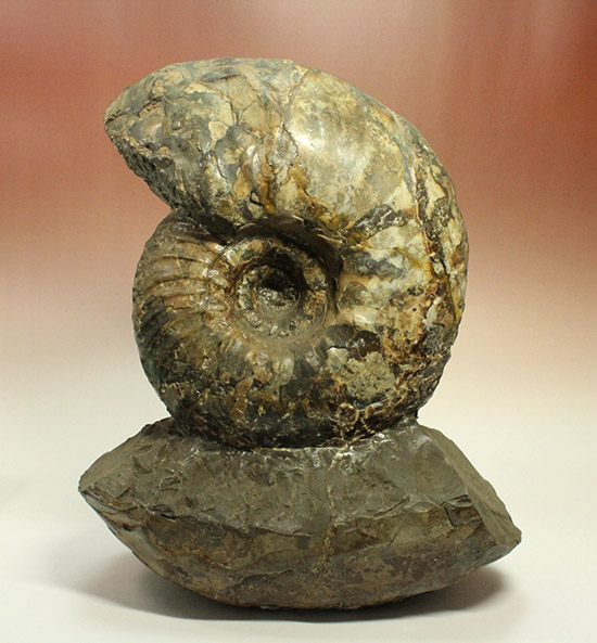 いきなり価格交渉可能！存在感が規格外！たたずまいに惚れたら「買い」な北海道産アンモナイト(Ammonite)（その4）