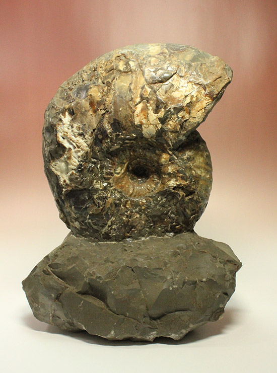 いきなり価格交渉可能！存在感が規格外！たたずまいに惚れたら「買い」な北海道産アンモナイト(Ammonite)（その5）