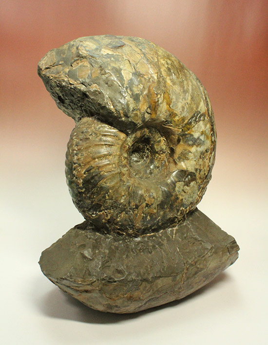 いきなり価格交渉可能！存在感が規格外！たたずまいに惚れたら「買い」な北海道産アンモナイト(Ammonite)（その7）