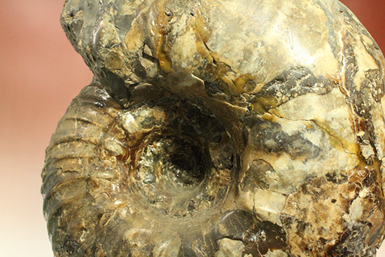 いきなり価格交渉可能！存在感が規格外！たたずまいに惚れたら「買い」な北海道産アンモナイト(Ammonite)（その8）