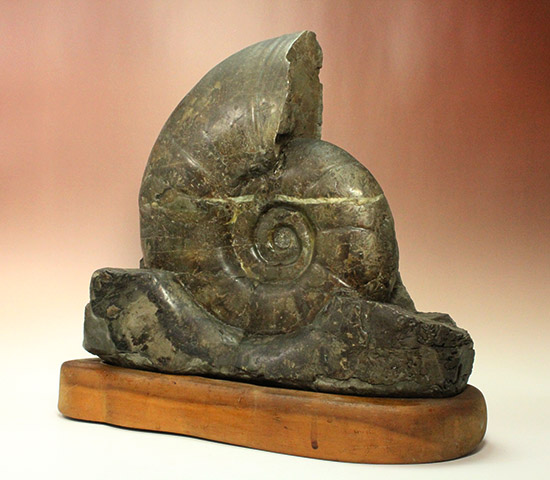 発掘年、出自まで完全に記録あり！安定台座付き迫力の北海道産アンモナイト(Ammonite)（その1）