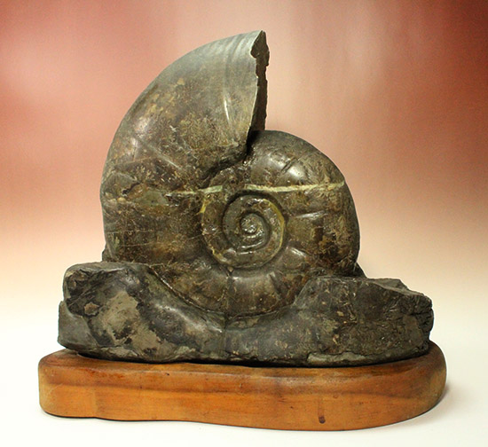 発掘年、出自まで完全に記録あり！安定台座付き迫力の北海道産アンモナイト(Ammonite)（その2）