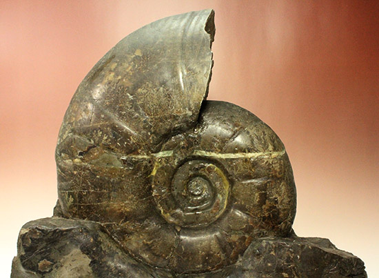 発掘年、出自まで完全に記録あり！安定台座付き迫力の北海道産アンモナイト(Ammonite)（その3）