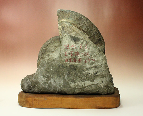 発掘年、出自まで完全に記録あり！安定台座付き迫力の北海道産アンモナイト(Ammonite)（その5）