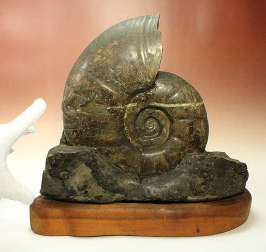 発掘年、出自まで完全に記録あり!安定台座付き迫力の北海道産アンモナイト(Ammonite)(その6)