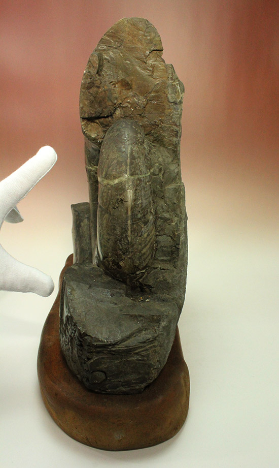 発掘年、出自まで完全に記録あり！安定台座付き迫力の北海道産アンモナイト(Ammonite)（その7）