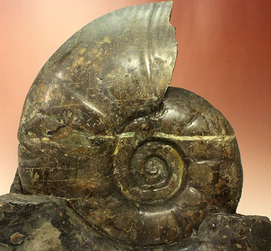 発掘年、出自まで完全に記録あり！安定台座付き迫力の北海道産アンモナイト(Ammonite)（その8）