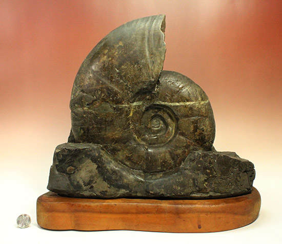 発掘年、出自まで完全に記録あり！安定台座付き迫力の北海道産アンモナイト(Ammonite)（その9）