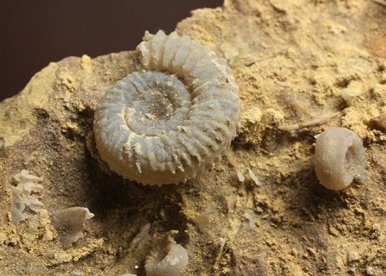 独特の乳白色が魅力的なフランス産アンモナイト(Ammonite)（その1）
