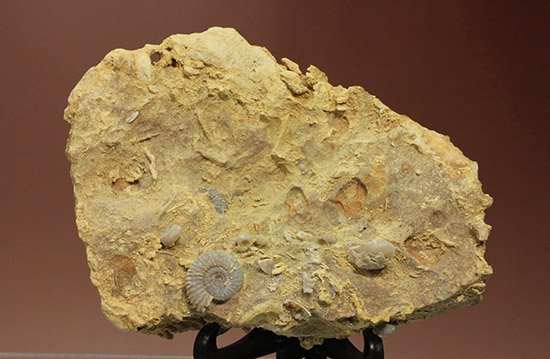 独特の乳白色が魅力的なフランス産アンモナイト(Ammonite)（その2）