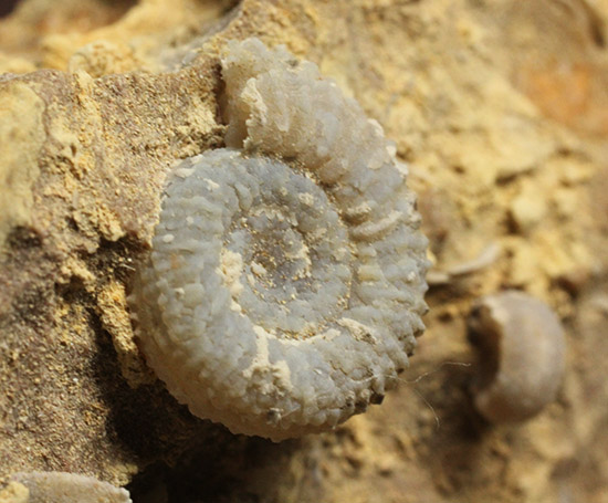 独特の乳白色が魅力的なフランス産アンモナイト(Ammonite)（その5）