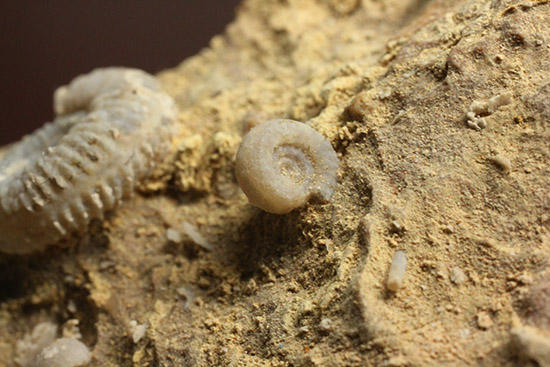 独特の乳白色が魅力的なフランス産アンモナイト(Ammonite)（その8）