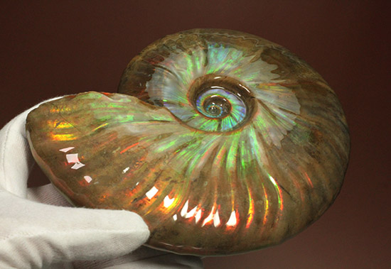 至極のコレクション！ベストオブベスト！マダガスカル産アンモナイト(Ammonite)（その10）