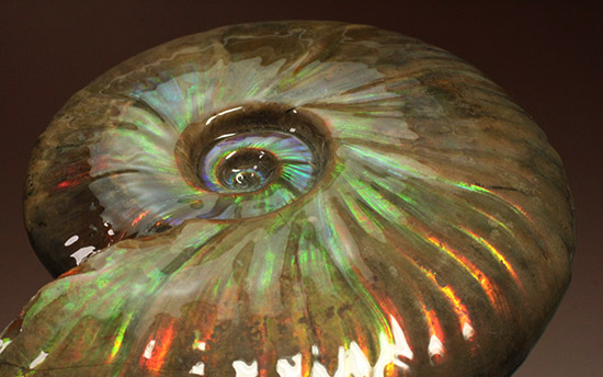 至極のコレクション!ベストオブベスト!マダガスカル産アンモナイト(Ammonite)(その11)