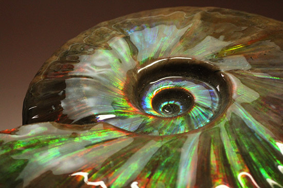 至極のコレクション!ベストオブベスト!マダガスカル産アンモナイト(Ammonite)(その12)