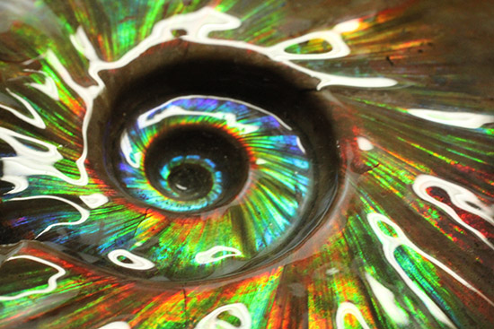 至極のコレクション!ベストオブベスト!マダガスカル産アンモナイト(Ammonite)(その13)