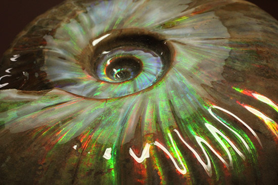 至極のコレクション!ベストオブベスト!マダガスカル産アンモナイト(Ammonite)(その14)
