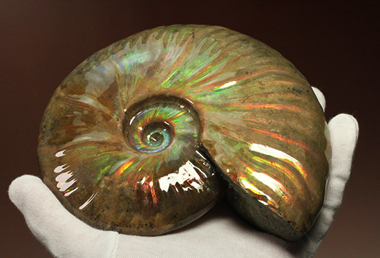 至極のコレクション！ベストオブベスト！マダガスカル産アンモナイト(Ammonite)（その15）