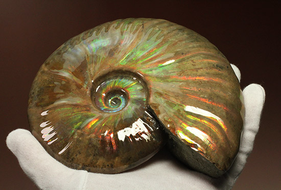 至極のコレクション!ベストオブベスト!マダガスカル産アンモナイト(Ammonite)(その15)