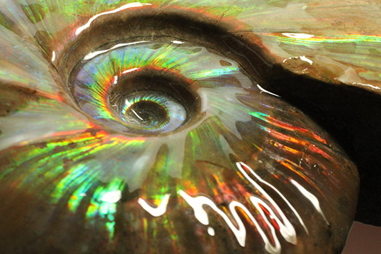 至極のコレクション!ベストオブベスト!マダガスカル産アンモナイト(Ammonite)(その16)