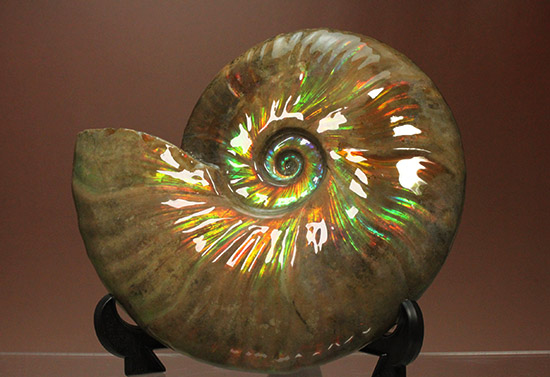 至極のコレクション！ベストオブベスト！マダガスカル産アンモナイト(Ammonite)（その19）