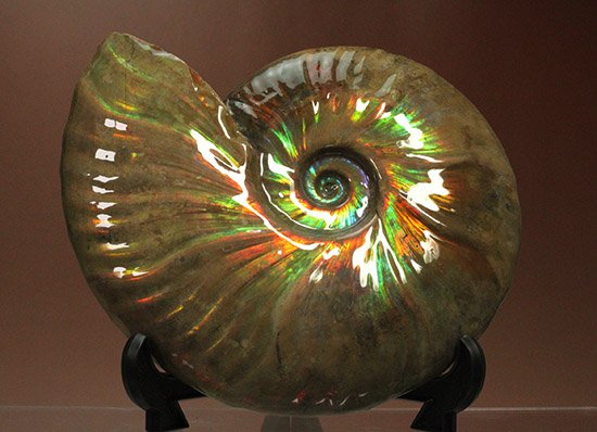 至極のコレクション!ベストオブベスト!マダガスカル産アンモナイト(Ammonite)(その2)