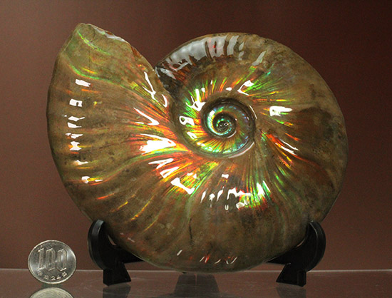 至極のコレクション！ベストオブベスト！マダガスカル産アンモナイト(Ammonite)（その20）