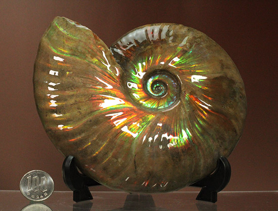 至極のコレクション!ベストオブベスト!マダガスカル産アンモナイト(Ammonite)(その20)
