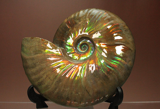 至極のコレクション!ベストオブベスト!マダガスカル産アンモナイト(Ammonite)(その3)