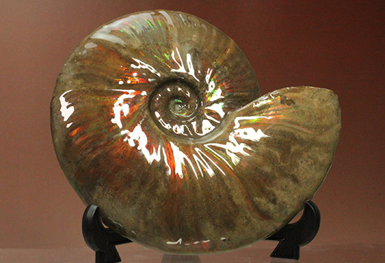 至極のコレクション！ベストオブベスト！マダガスカル産アンモナイト(Ammonite)（その5）