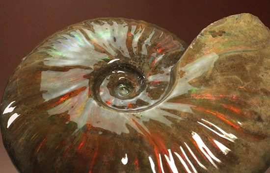 至極のコレクション!ベストオブベスト!マダガスカル産アンモナイト(Ammonite)(その7)