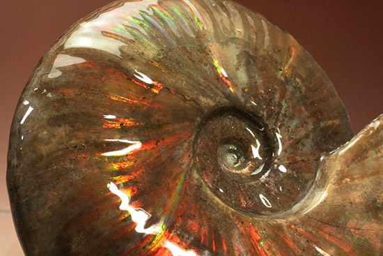 至極のコレクション!ベストオブベスト!マダガスカル産アンモナイト(Ammonite)(その8)