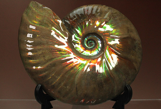 至極のコレクション!ベストオブベスト!マダガスカル産アンモナイト(Ammonite)(その9)