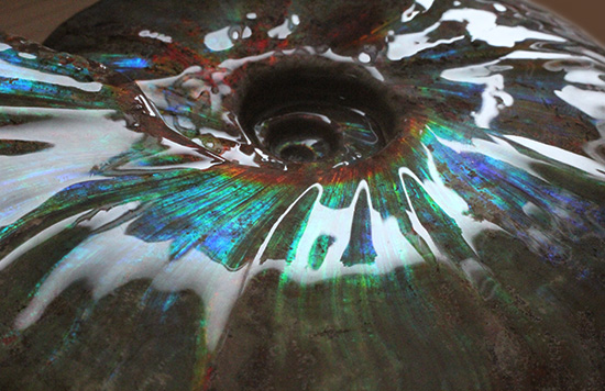 ビッグブルー・・・。強烈なイリデッセンス(iridescence)を有する特大ダガスカル産クレオニセラス(その16)