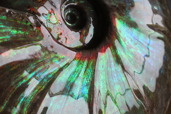 ビッグブルー・・・。強烈なイリデッセンス(iridescence)を有する特大ダガスカル産クレオニセラス(その17)