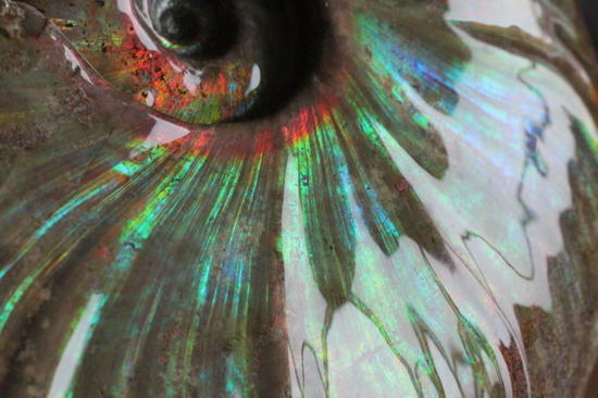 ビッグブルー・・・。強烈なイリデッセンス(iridescence)を有する特大ダガスカル産クレオニセラス(その18)