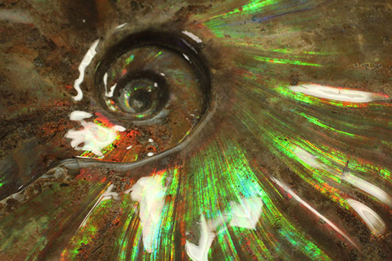 ビッグブルー・・・。強烈なイリデッセンス(iridescence)を有する特大ダガスカル産クレオニセラス(その6)