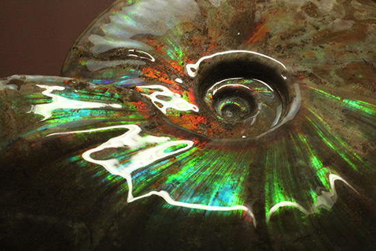 ビッグブルー・・・。強烈なイリデッセンス(iridescence)を有する特大ダガスカル産クレオニセラス(その7)