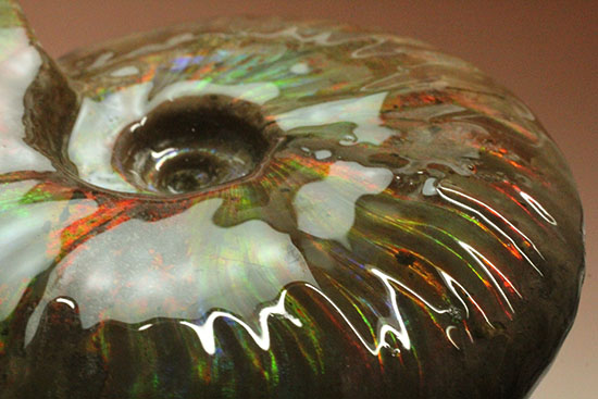 波打つ深い肋(ろく)と深みのある強いイリデッセンス(iridescence)がマッチしたハイクラスのマダガスカル産クレオニセラス(cleoniceras)(その1)