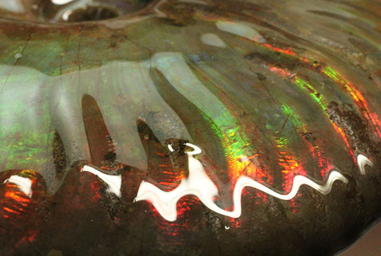 波打つ深い肋（ろく）と深みのある強いイリデッセンス（iridescence）がマッチしたハイクラスのマダガスカル産クレオニセラス(cleoniceras)（その5）