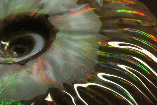 波打つ深い肋(ろく)と深みのある強いイリデッセンス(iridescence)がマッチしたハイクラスのマダガスカル産クレオニセラス(cleoniceras)(その7)