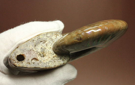 セクシー＆ゴージャスな味わい。ハイクラスな輝きを持つマダガスカル産アンモナイト(Ammonite)（その10）