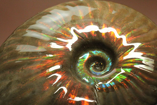 セクシー＆ゴージャスな味わい。ハイクラスな輝きを持つマダガスカル産アンモナイト(Ammonite)（その14）
