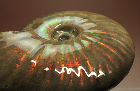 セクシー＆ゴージャスな味わい。ハイクラスな輝きを持つマダガスカル産アンモナイト(Ammonite)（その17）