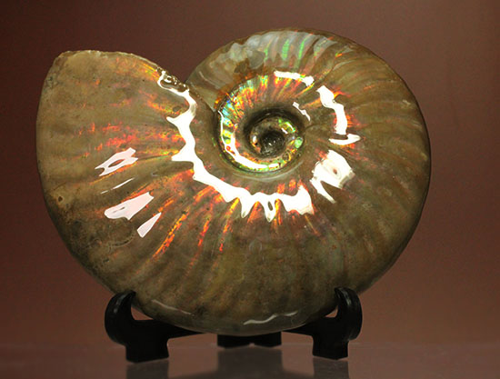 セクシー＆ゴージャスな味わい。ハイクラスな輝きを持つマダガスカル産アンモナイト(Ammonite)（その2）