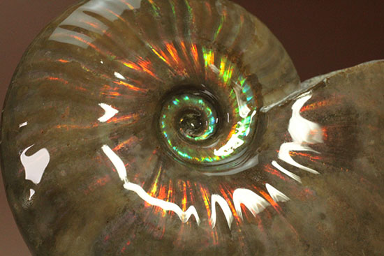 セクシー＆ゴージャスな味わい。ハイクラスな輝きを持つマダガスカル産アンモナイト(Ammonite)（その4）