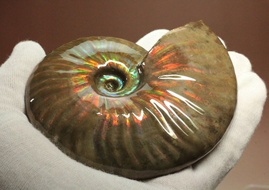セクシー＆ゴージャスな味わい。ハイクラスな輝きを持つマダガスカル産アンモナイト(Ammonite)（その5）