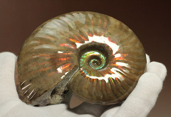セクシー＆ゴージャスな味わい。ハイクラスな輝きを持つマダガスカル産アンモナイト(Ammonite)（その6）
