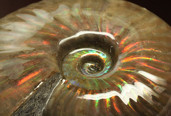 セクシー＆ゴージャスな味わい。ハイクラスな輝きを持つマダガスカル産アンモナイト(Ammonite)（その8）